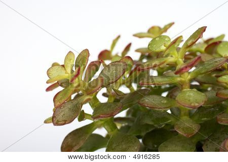 succulent plant