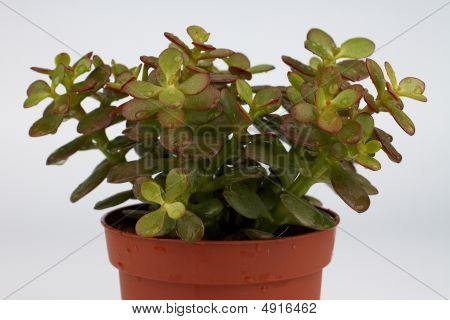 plant