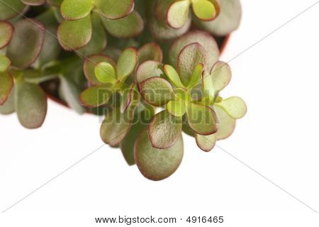 indoor succulent plant