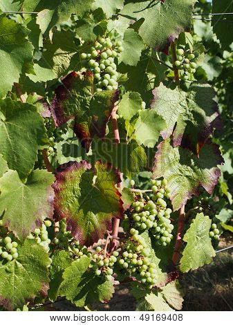 Gamay Grape Variety In August, Berries Are Still Half Size And Green