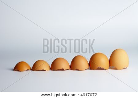 eggs