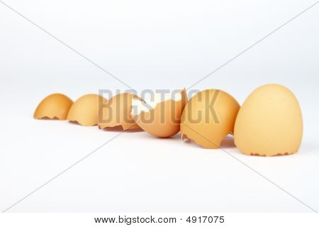 eggs shells