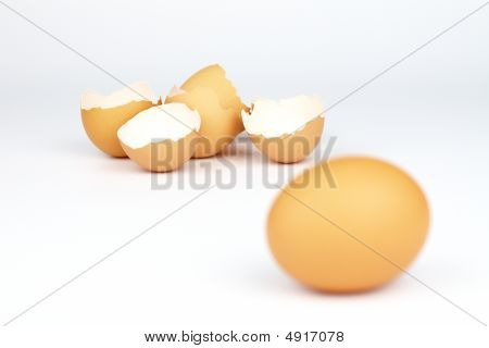 eggs shells