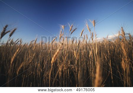 Coltivazione in campo del frumento