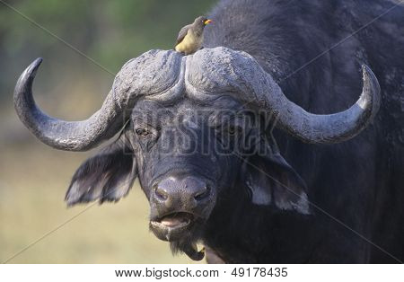 Cape Buffalo (Syncerus Caffer) s ptákem na hlavu detail