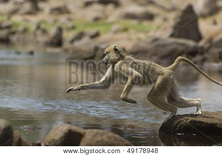 Makak (Macaca fascicularis) skoki rock rock