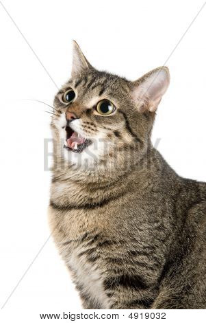 Jamrende kat