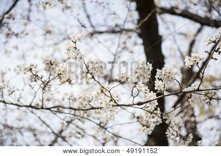 Japanese white flower