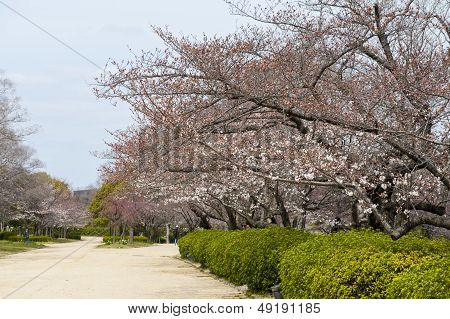 Pink flower garden