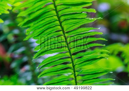 Plant Species In Tropical Forests