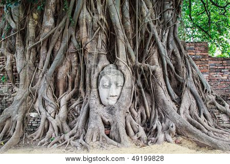 Historical And Ancient The Head Buddha