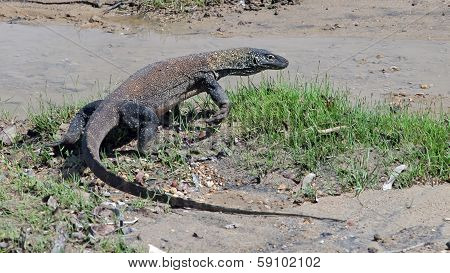 Komodo Dragon