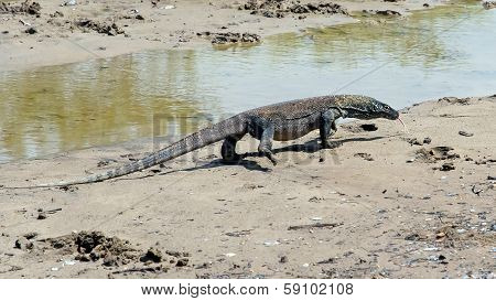 Komodo Dragon