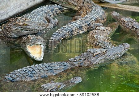 Farms Crocodiles
