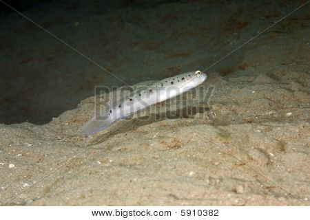 Spinecheek Grundel