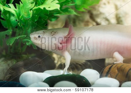 Axolotl