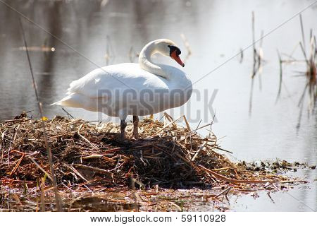 Swan on its nest by the lake