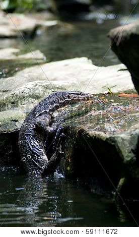 Water Monitor.