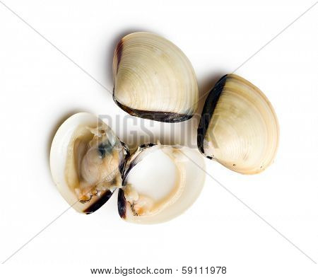 top view of raw clams on white background 