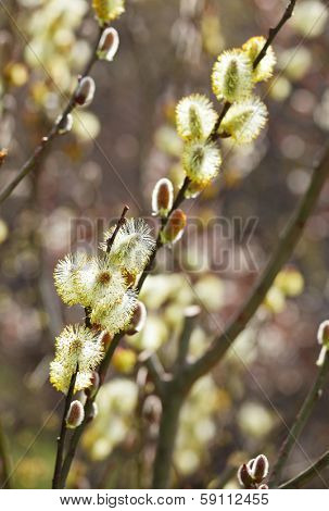 Pussy willow