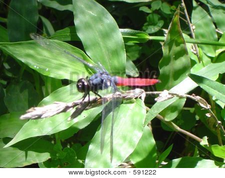 grasshoper