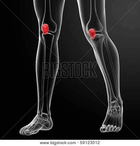 patella