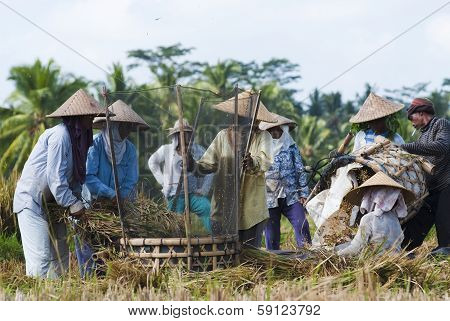 Rice Threshing In Bali, Indonesia