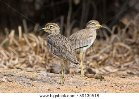Pair Of Senegalese Thicknees