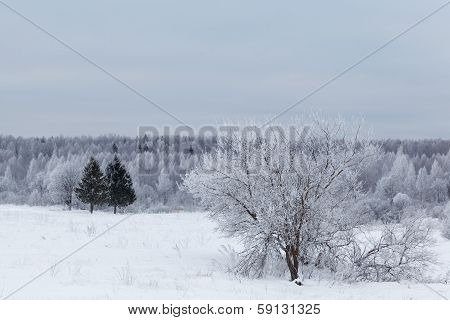 Winter landscape