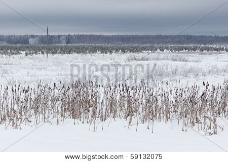 Winter landscape