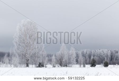 Winter landscape
