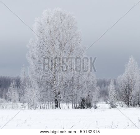 Winter landscape