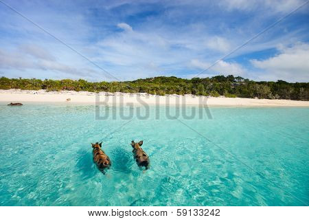 Swimming pigs of the Bahamas in the Out Islands of the Exuma