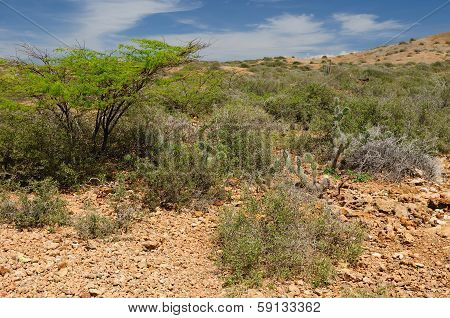 Colombia, Bushes Penisula In La Guajira