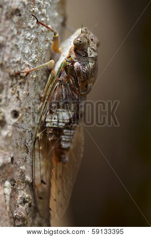 Macro shot of cicada on a tree's trunk. Madagascar