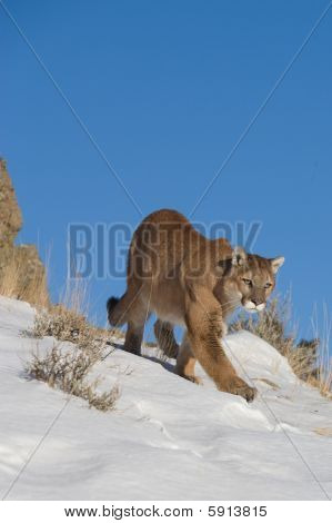 Leone di montagna alla ricerca sulla valle