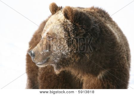 Medvěd grizzly