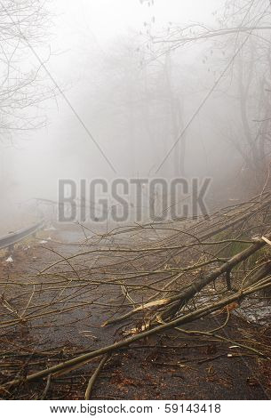 Road Blocked With Fallen Trees, Canebola