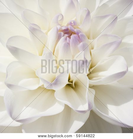 Sparkling White Bulb Dahlia In Extreme Closeup