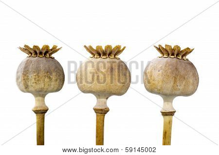 Three Poppy Seed Capsules In One Line, Closeup Isolated On White