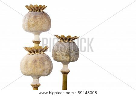 Three Poppy Seed Capsules In Closeup, Isolated On White