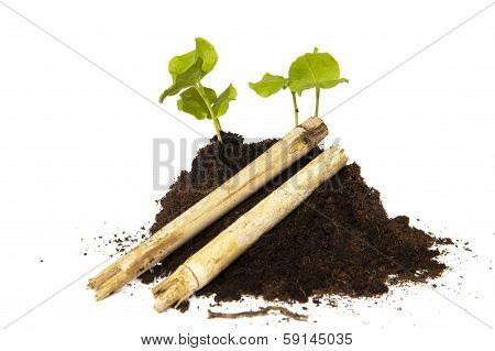 Young Cuttings Of Seed With Bamboo