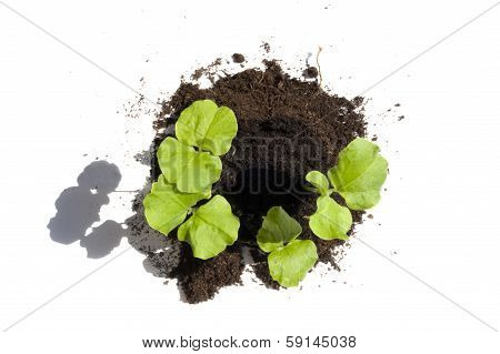 Young Cuttings Of Seed From Above