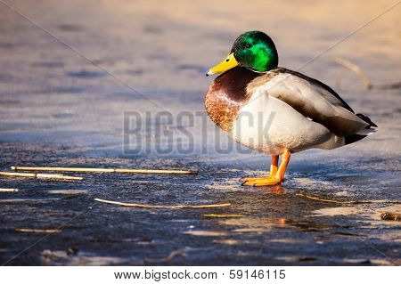 Wild Mallard Ducks Sitting In Lake Ice.