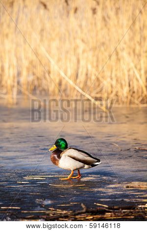 Wild Mallard Ducks Sitting In Lake Ice.