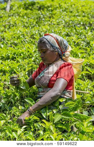 Tea Plantation In Nuwara, Sri Lanka