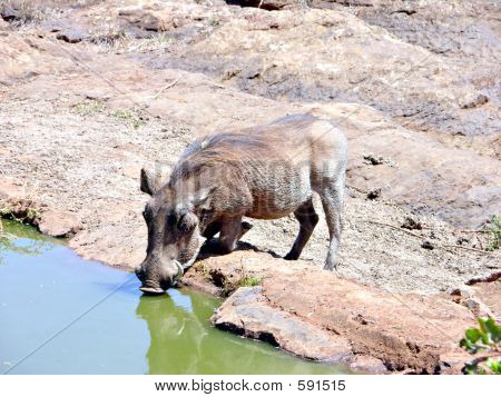 จิ๊กซอว์ที่ดื่ม