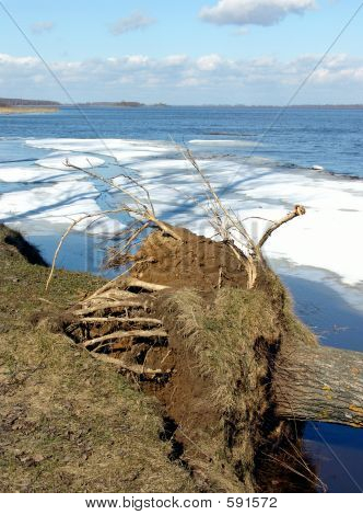  Primavera. Sul fiume, dopo una deriva di ghiaccio.  Le radici