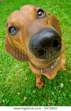 Dachshund
