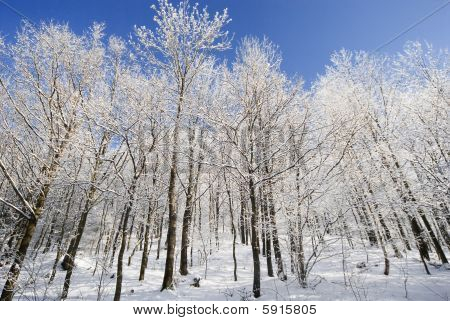 Árboles de invierno